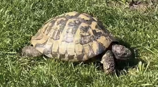 Winterschlafbetreuung Schildkröten