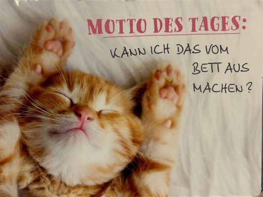 Katzenpension