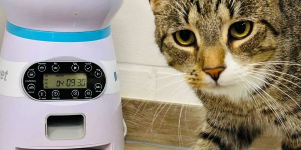 Verpflegung Cat Hotel