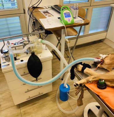Injektions- und Inhalationsnarkose
