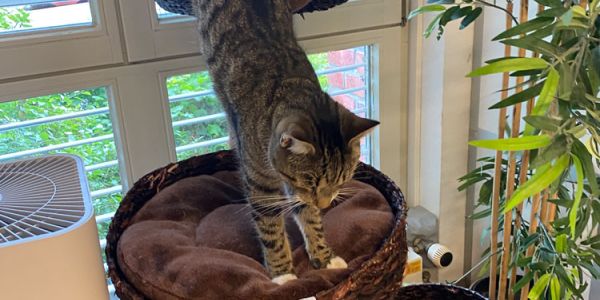 Unterbringung Cat Hotel