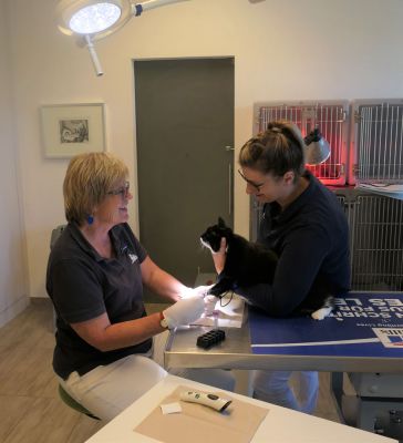 Labordiagnostik